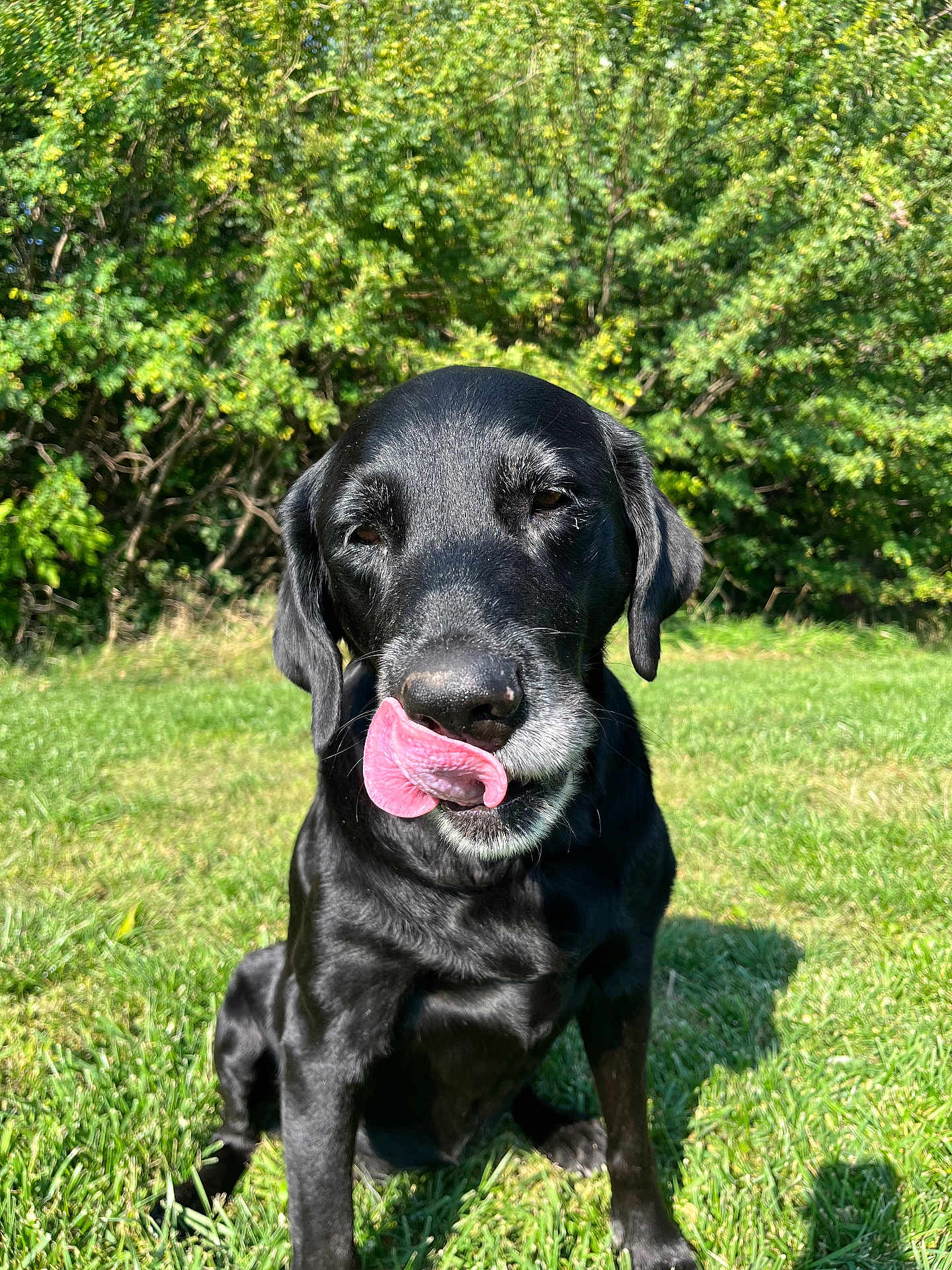 Bella