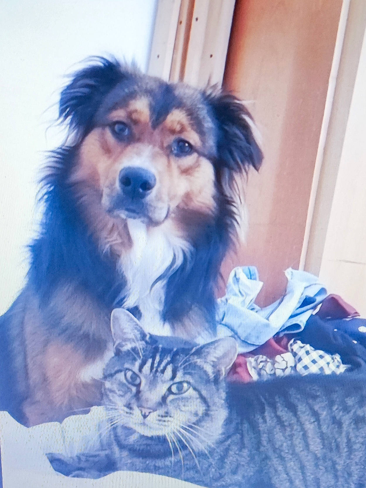 Boo participe au concours pour gagner de l'argent avec cette photo : border_collie, canidae, carnivore, cat, companion_dog, dog, dog_breed, dog_supply, domestic_short_haired_cat, electric_blue, felidae, fur, pet_supply, small_to_medium_sized_cats, snout, sporting_group, toy_dog, whiskers, working_animal, working_dog