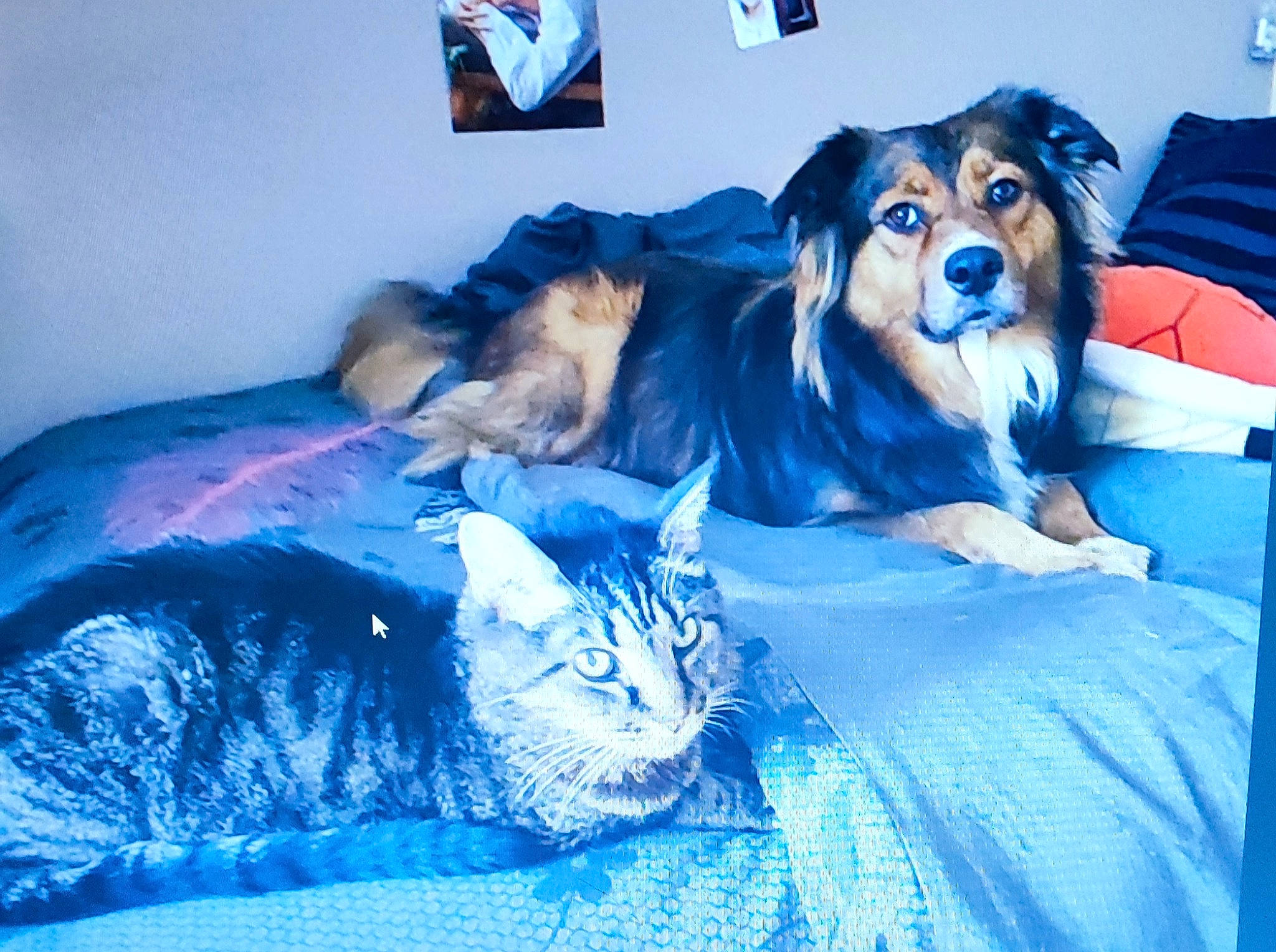 Boo a rejoint le concours — aidez-le/la à gagner de superbes lots ! bed, bedding, blue, carnivore, cat, comfort, companion_dog, couch, dog, dog_breed, domestic_short_haired_cat, electric_blue, felidae, fur, happy, linens, picture_frame, sitting, small_to_medium_sized_cats, whiskers