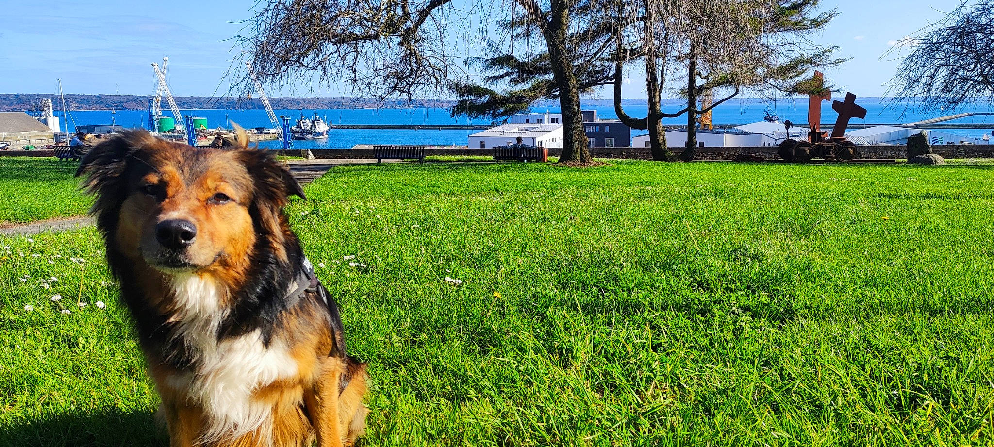 Boo a rejoint le concours — aidez-le/la à gagner de superbes lots ! canidae, carnivore, companion_dog, dog, dog_breed, grass, grassland, happy, herding_dog, lake, landscape, leisure, natural_landscape, people_in_nature, plant, sky, sporting_group, summer, tree, water