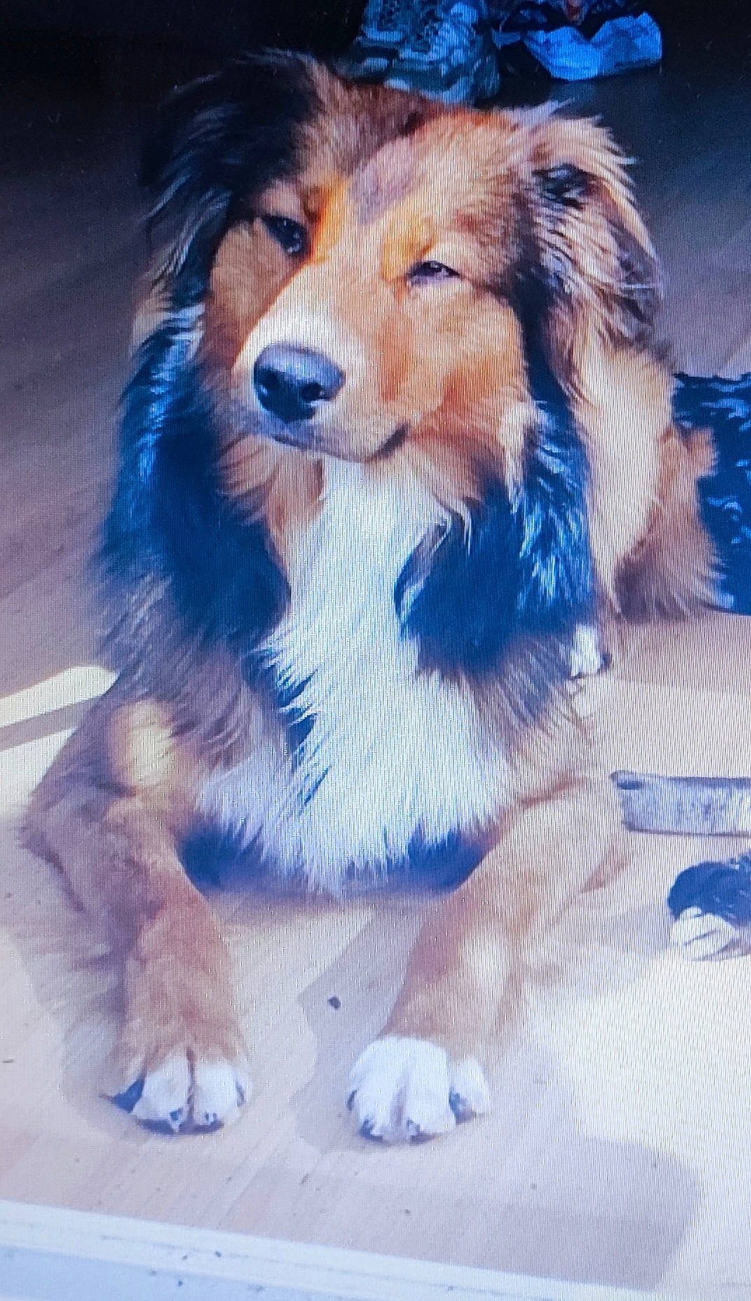 Boo a rejoint le concours — aidez-le/la à gagner de superbes lots ! ancient_dog_breeds, canidae, carnivore, collie, companion_dog, dog, dog_breed, dog_supply, electric_blue, flooring, fur, herding_dog, rough_collie, scotch_collie, shetland_sheepdog, snout, sporting_group, working_dog