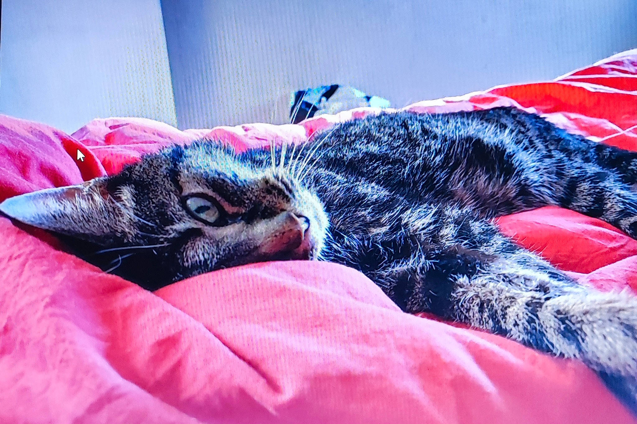 Kiba participe au concours pour gagner de l'argent avec cette photo : bed, bed_sheet, bedding, bedroom, canidae, carnivore, cat, comfort, couch, domestic_short_haired_cat, electric_blue, felidae, fur, human_leg, linens, pillow, small_to_medium_sized_cats, snout, tail, whiskers