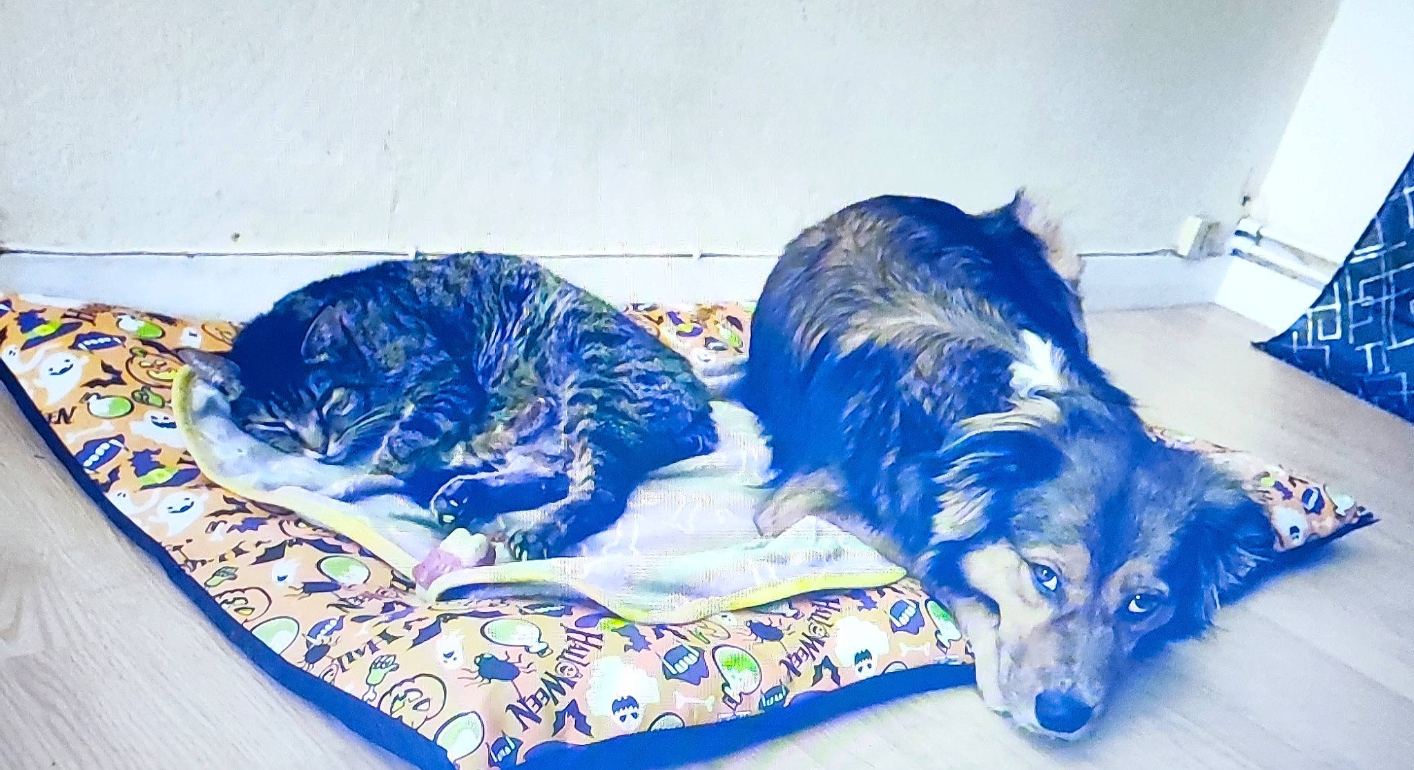 Kiba participe au concours pour gagner de l'argent avec cette photo : bed, borzoi, canidae, carnivore, comfort, companion_dog, couch, dishware, dog, dog_breed, dog_supply, electric_blue, fur, paw, serveware, studio_couch, tail, terrestrial_animal, whiskers, working_animal