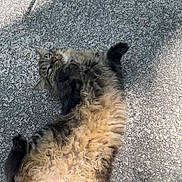 Cholie joined the competition — help win amazing prizes! cat, fluffy, fur, outdoor, pavement, playful, relaxed, animal, pet, tabby, sunlight, resting, whiskers, cute, mammal, nature, street, daylight, lying_down, curled_paws