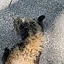 cat, fluffy, fur, outdoor, pavement, playful, relaxed, animal, pet, tabby, sunlight, resting, whiskers, cute, mammal, nature, street, daylight, lying_down, curled_paws