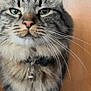Cholie joined the competition — help win amazing prizes! cat, tabby, fluffy, green_eyes, whiskers, collar, bell, pet, animal, feline, close_up, portrait, indoor, fur, cute, domestic_cat, standing, looking_at_camera, tabby_stripes, soft_fur