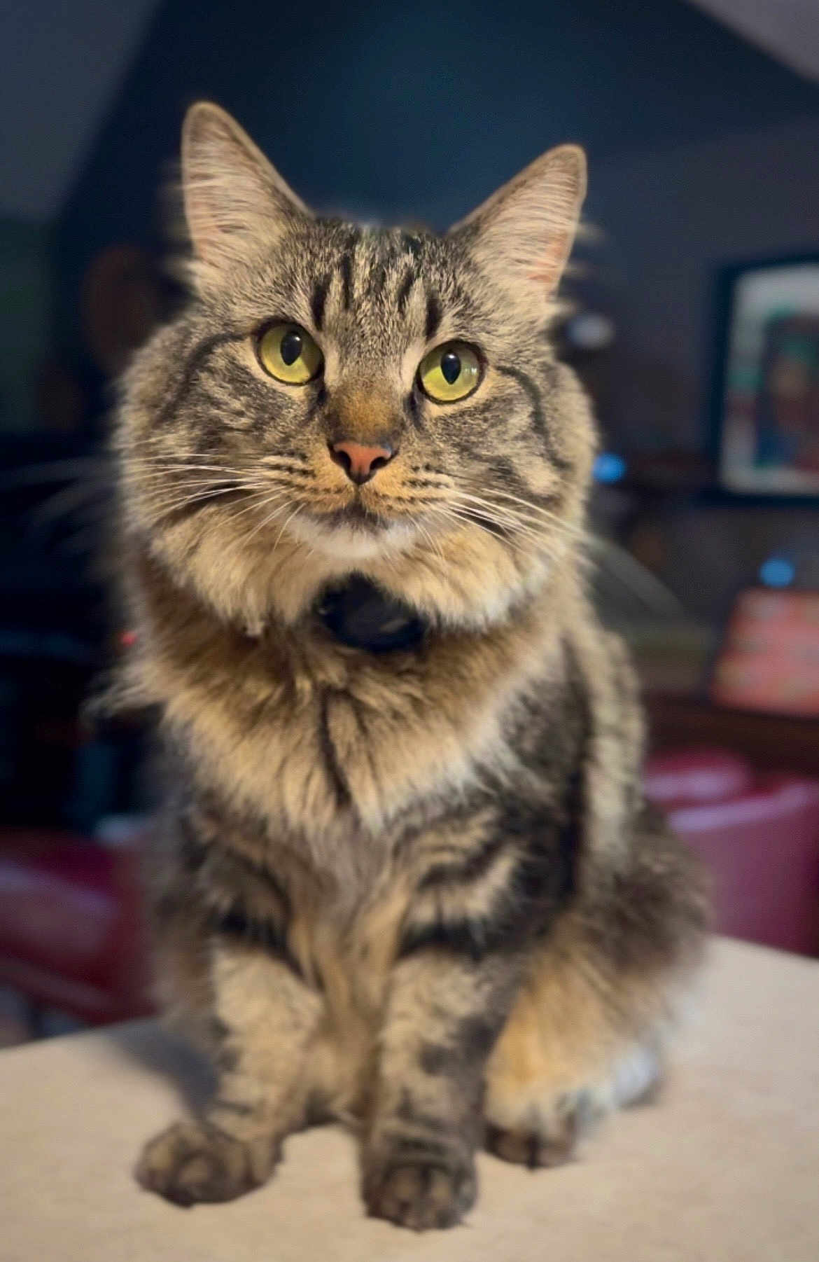 Cholie joined the competition — help win amazing prizes! cat, tabby, indoor, pet, feline, fur, whiskers, ears, eyes, sitting, closeup, animal, domestic, portrait, yellow_eyes, soft_light, blurred_background, cute, mammal, household_pet