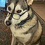 dog, husky, glasses, indoors, carpet, sitting, pet, animal, fur, ears, collar, face, eyes, nose, home, bookshelf, floor, tile, furniture, domestic