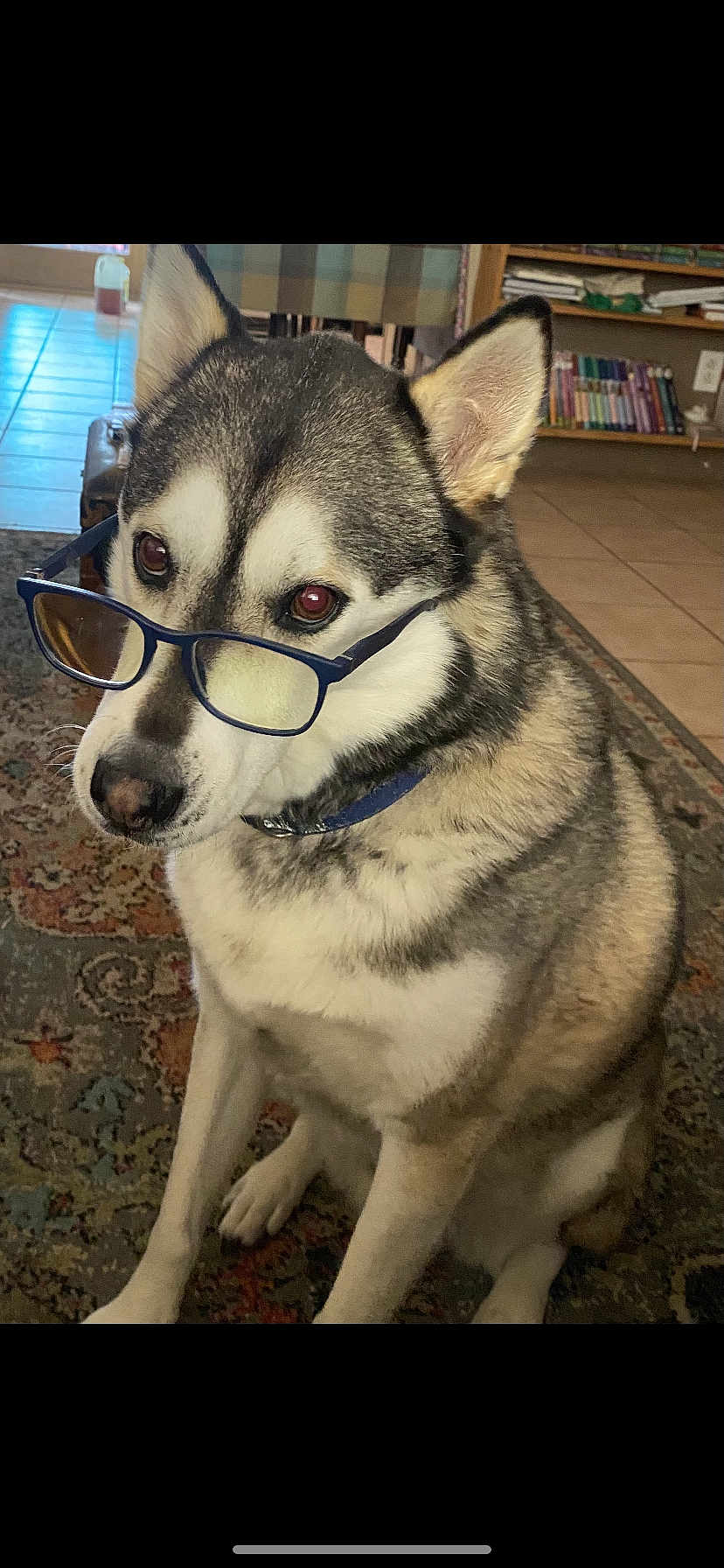 Luca joined the competition — help win amazing prizes! dog, husky, glasses, indoors, carpet, sitting, pet, animal, fur, ears, collar, face, eyes, nose, home, bookshelf, floor, tile, furniture, domestic
