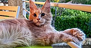 Boris Du Démon D Or a rejoint le concours — aidez-le/la à gagner de superbes lots ! animal, cat, chair, closeup, ears, feline, fluffy, fur, garden, green_surface, lounging, nature, outdoor, paws, peaceful, pet, portrait, railing, relaxed, whiskers