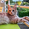 animal, cat, chair, closeup, ears, feline, fluffy, fur, garden, green_surface, lounging, nature, outdoor, paws, peaceful, pet, portrait, railing, relaxed, whiskers