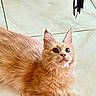 animal, cat, closeup, curious, cute, domestic_animal, ears, feline, floor, fluffy, fur, indoor, looking_up, orange_cat, paws, pet, playful, tile_floor, whiskers, young_cat