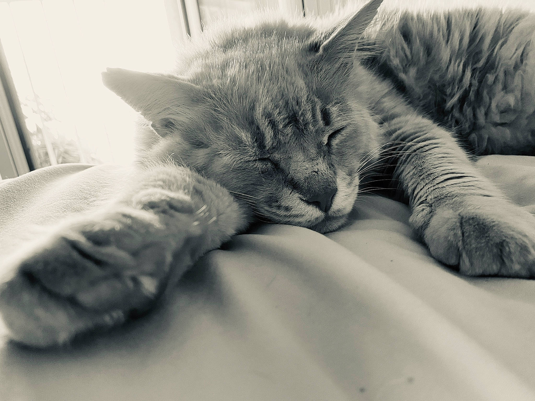 Mallow participe au concours pour gagner de l'argent avec cette photo : asian, black_and_white, carnivore, cat, claw, comfort, domestic_short_haired_cat, ear, european_shorthair, felidae, fur, kitten, nap, nose, paw, sleep, small_to_medium_sized_cats, snout, tabby_cat, whiskers