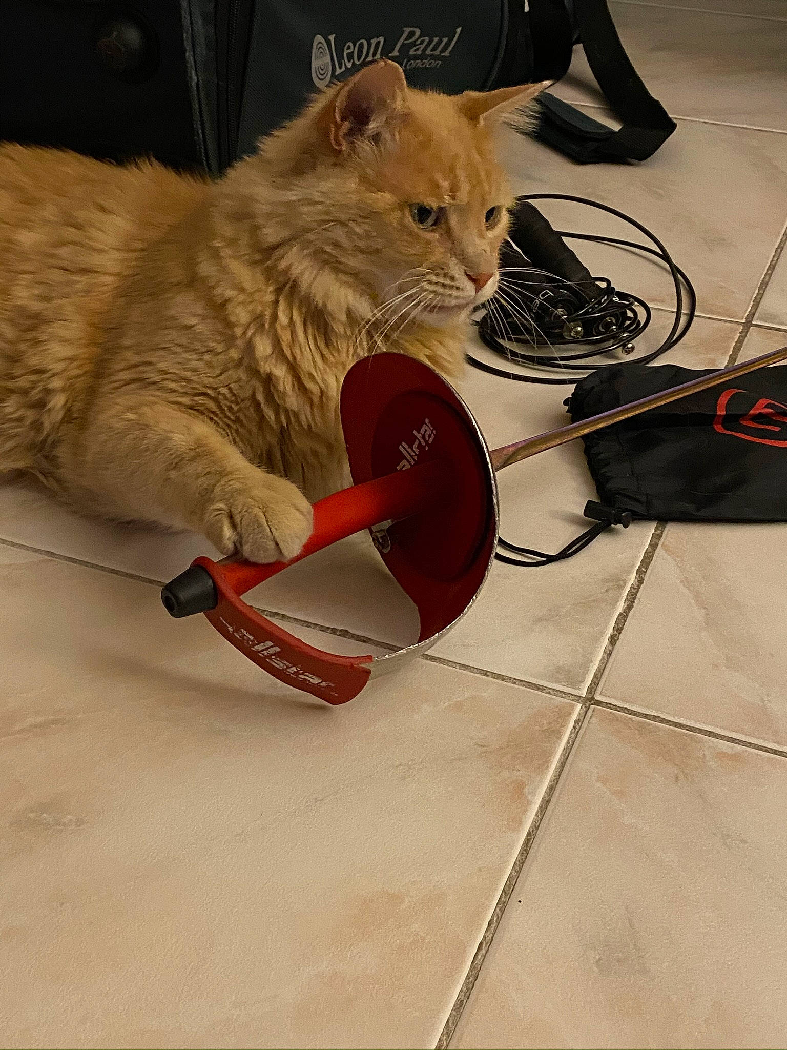 Mallow a rejoint le concours — aidez-le/la à gagner de superbes lots ! carnivore, cat, domestic_short_haired_cat, european_shorthair, fawn, felidae, floor, flooring, leash, small_to_medium_sized_cats, snout, tail, whiskers