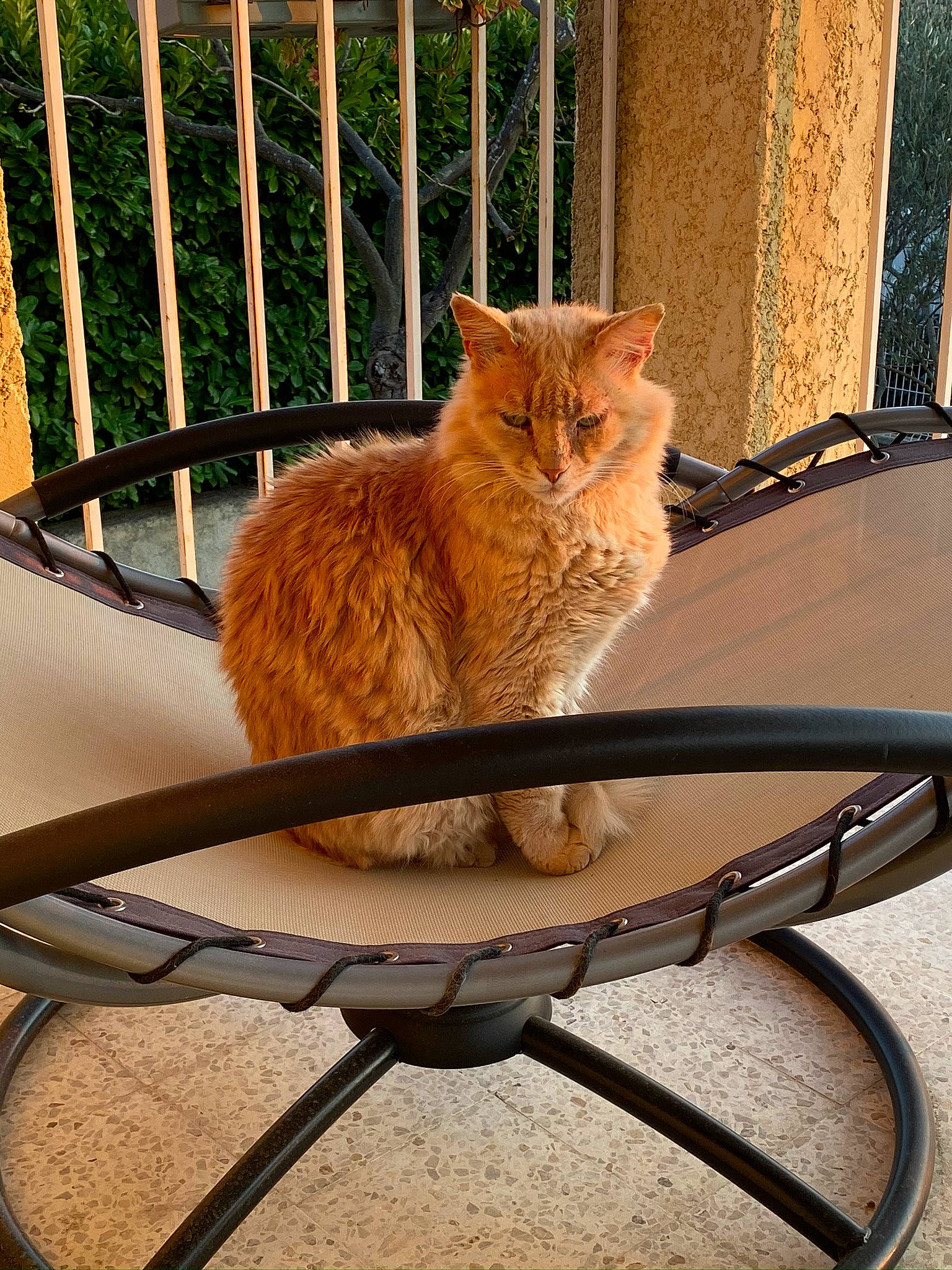 Mallow a rejoint le concours — aidez-le/la à gagner de superbes lots ! carnivore, cat, domestic_short_haired_cat, european_shorthair, fawn, felidae, furniture, iron, kitten, small_to_medium_sized_cats, table, tail, whiskers, wicker