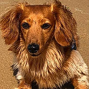 Roméo participe au concours pour gagner de l'argent avec cette photo : dog, dachshund, long_hair, wet_fur, beach, sand, pet, animal, canine, outdoor, sunlight, close_up, portrait, cute, fur, paw, muzzle, ears, nose, laying_down
