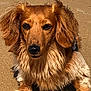 dog, dachshund, long_hair, wet_fur, beach, sand, pet, animal, canine, outdoor, sunlight, close_up, portrait, cute, fur, paw, muzzle, ears, nose, laying_down
