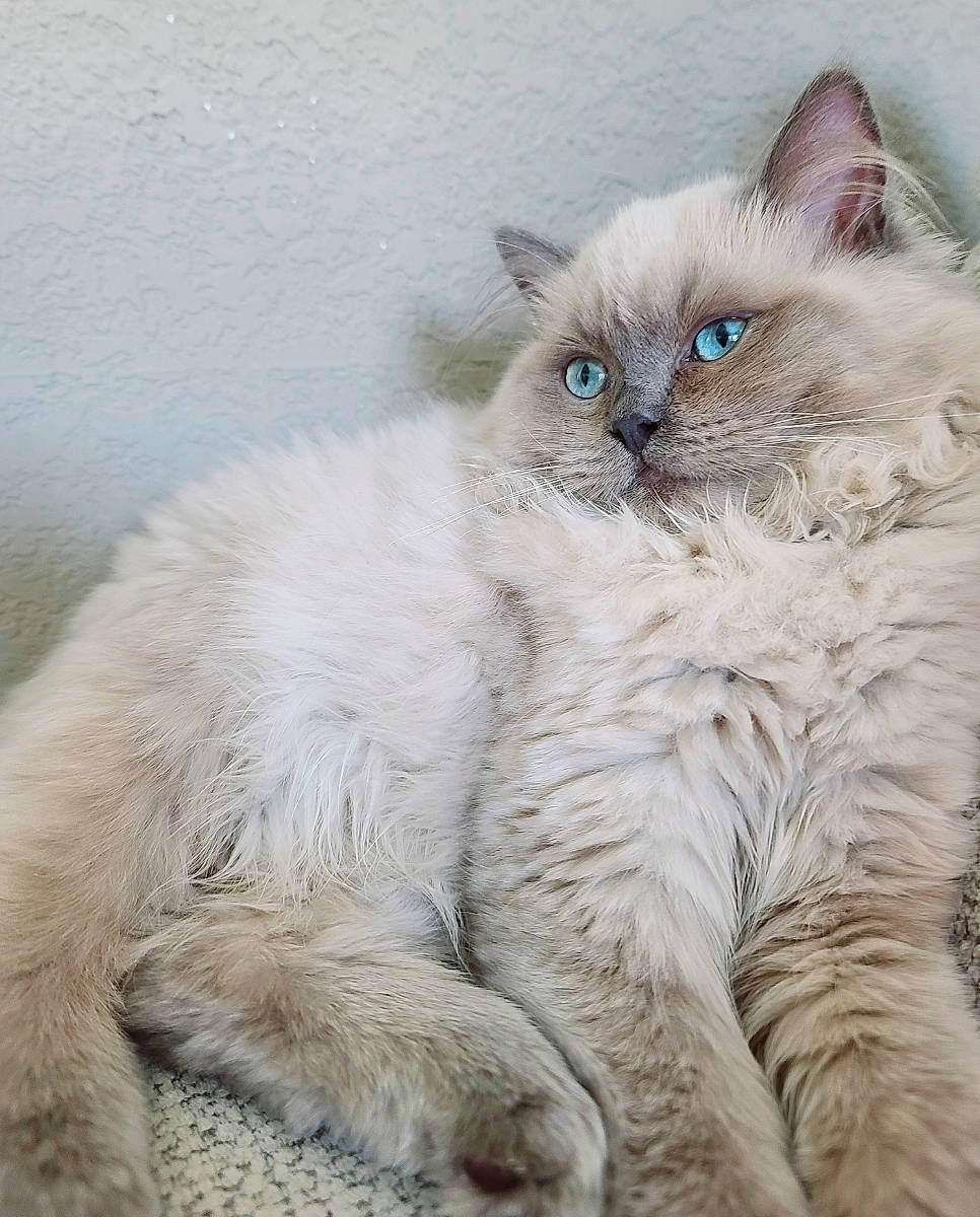 Floof is registered to the contest to win money with this photo: birman, british_longhair, carnivore, cat, cat_supply, claw, comfort, electric_blue, fawn, felidae, fur, paw, ragdoll, small_to_medium_sized_cats, snout, tail, terrestrial_animal, thai, whiskers, window
