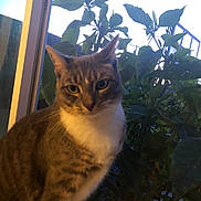 Scratchy is registered to the contest to win money with this photo: animal, background, cat, closeup, curious, domestic, feline, fur, greenery, indoor, leaf, light, nature, pet, plant, portrait, sitting, tabby, whiskers, window