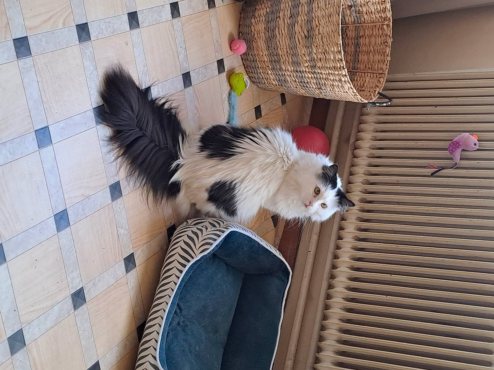 Plume participe au concours pour gagner de l'argent avec cette photo : basket, beak, bird_supply, companion_dog, fawn, feather, ferret, fur, muroidea, pattern, pet_supply, plaid, rodent, sun_hat, tail, tartan, textile, whiskers, window, wood