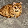 abyssinian, angora, animal, blanket, cat, hardwood, kitten, manx, pet, stainedwood, wood