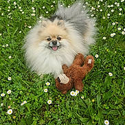Tchoupie participe au concours pour gagner de l'argent avec cette photo : dog, pomeranian, fluffy, toy, teddy_bear, grass, flowers, daisies, outdoor, nature, greenery, pet, cute, animal, smiling, tongue_out, spring, meadow, playful, adorable