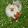 dog, pomeranian, fluffy, toy, teddy_bear, grass, flowers, daisies, outdoor, nature, greenery, pet, cute, animal, smiling, tongue_out, spring, meadow, playful, adorable