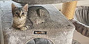 Happy participe au concours pour gagner de l'argent avec cette photo : abyssinian, animal, architecture, armchair, building, cat, chair, couch, cushion, den, furniture, homedecor, indoors, interiordesign, kitten, linen, livingroom, manx, pet, room