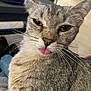 animal, blurred_background, cat, close_up, cute, domestic_cat, ears, expression, eyes, face, feline, fur, gray_tabby, indoor, muzzle, pet, playful, portrait, tongue_out, whiskers