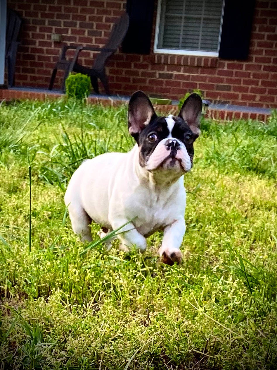 Obi is registered to the contest to win money with this photo: australian_bulldog, bulldog, canidae, carnivore, companion_dog, dog, dog_breed, fawn, french_bulldog, grass, mammal, non_sporting_group, plant, puppy, rare_breed_dog, snout, sporting_group, toy_bulldog, vertebrate