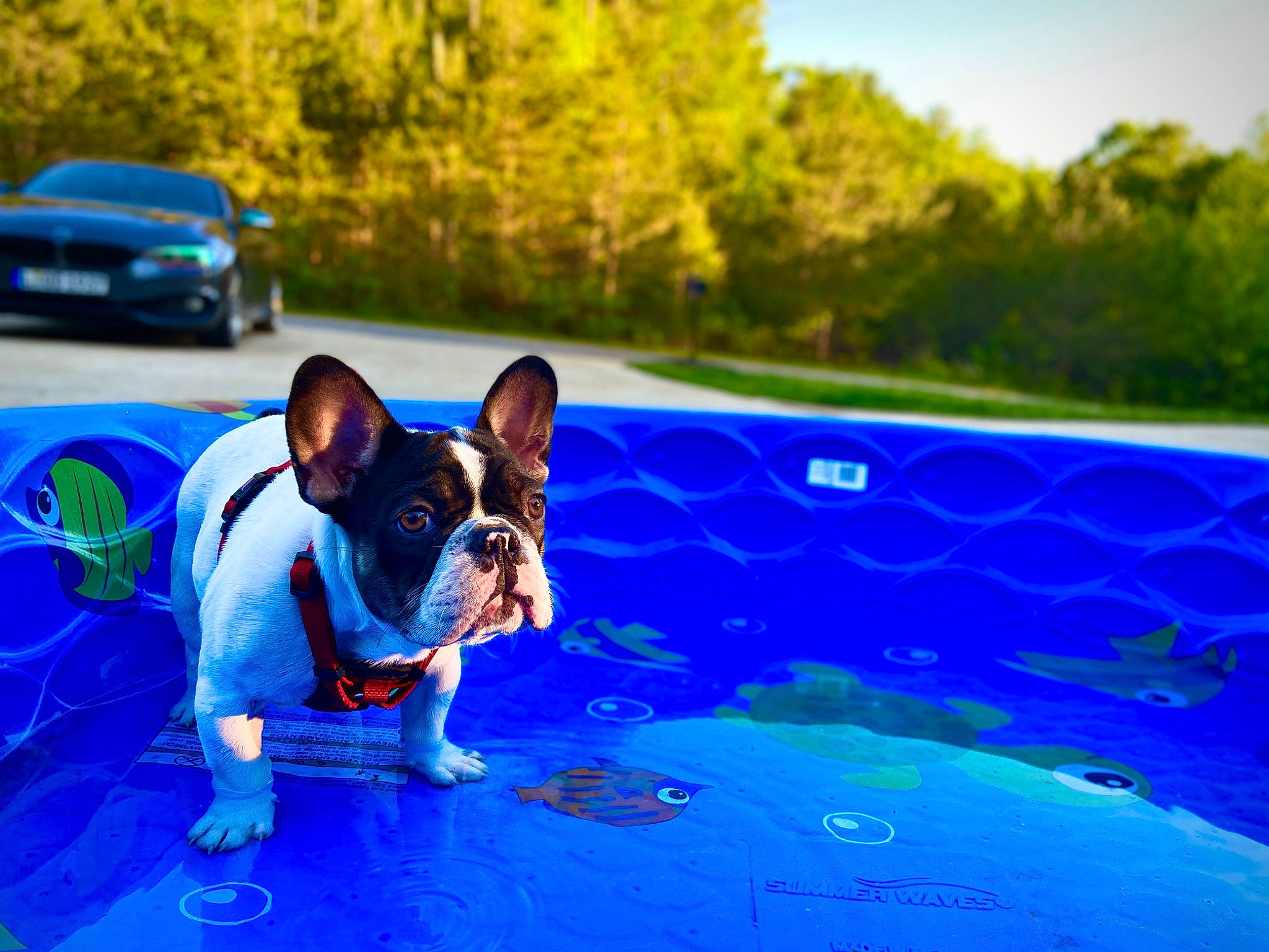 Obi joined the competition — help win amazing prizes! blue, boston_terrier, bulldog, canidae, car, carnivore, companion_dog, dog, dog_breed, fawn, french_bulldog, fun, grass, non_sporting_group, sky, snout, vehicle