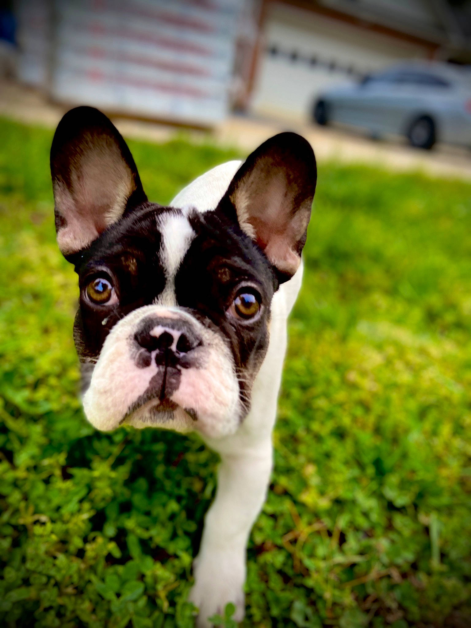 Obi is registered to the contest to win money with this photo: ancient_dog_breeds, boston_terrier, bulldog, canidae, carnivore, companion_dog, dog, dog_breed, fawn, french_bulldog, grass, mammal, non_sporting_group, olde_english_bulldogge, puppy, rare_breed_dog, snout, sporting_group, toy_bulldog, vertebrate