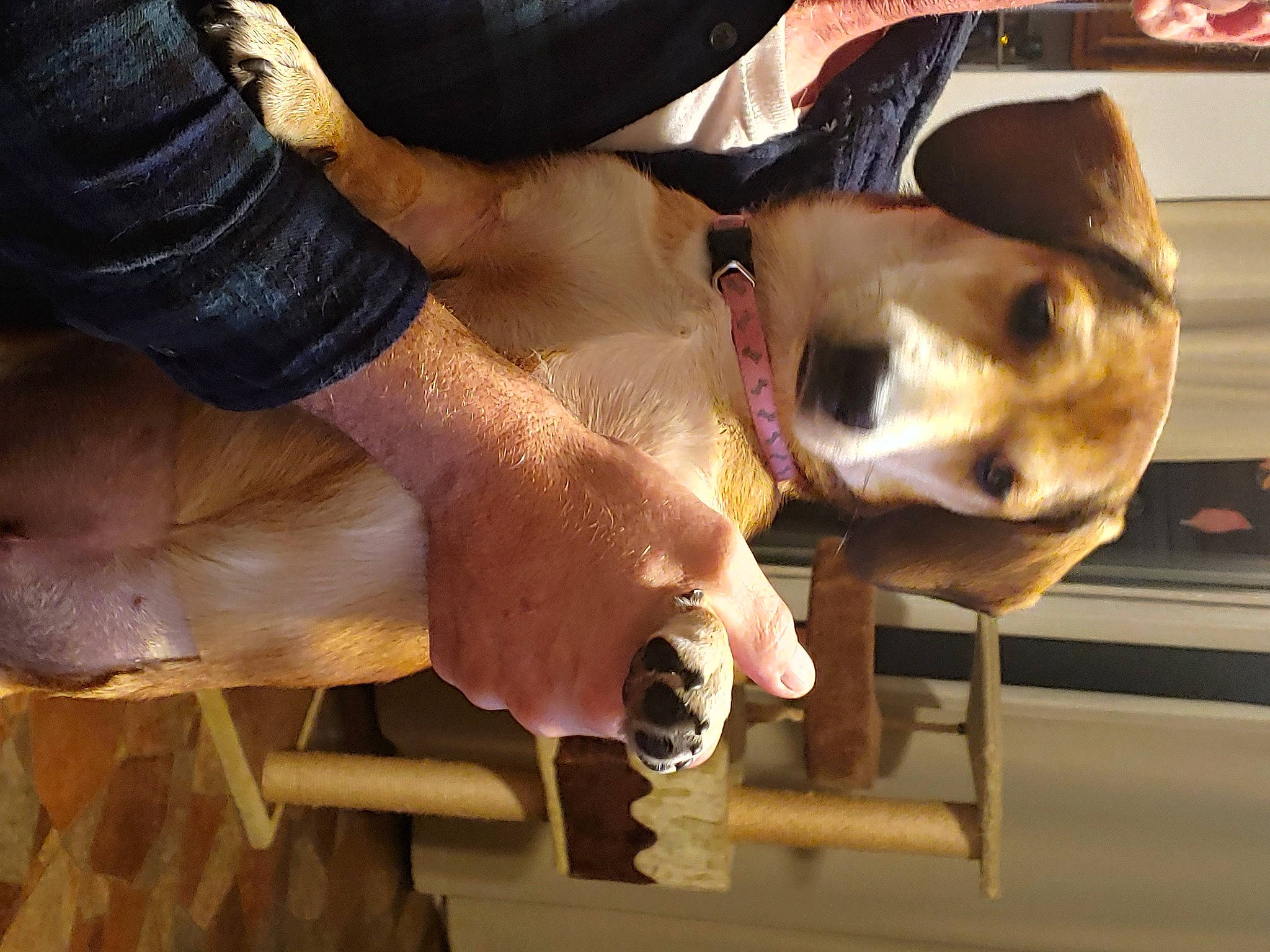 Daisy is registered to the contest to win money with this photo: bracelet, canidae, carnivore, companion_dog, dog, dog_breed, fawn, hunting_dog, non_sporting_group, pet_supply, snout, sporting_group, working_animal, wrist