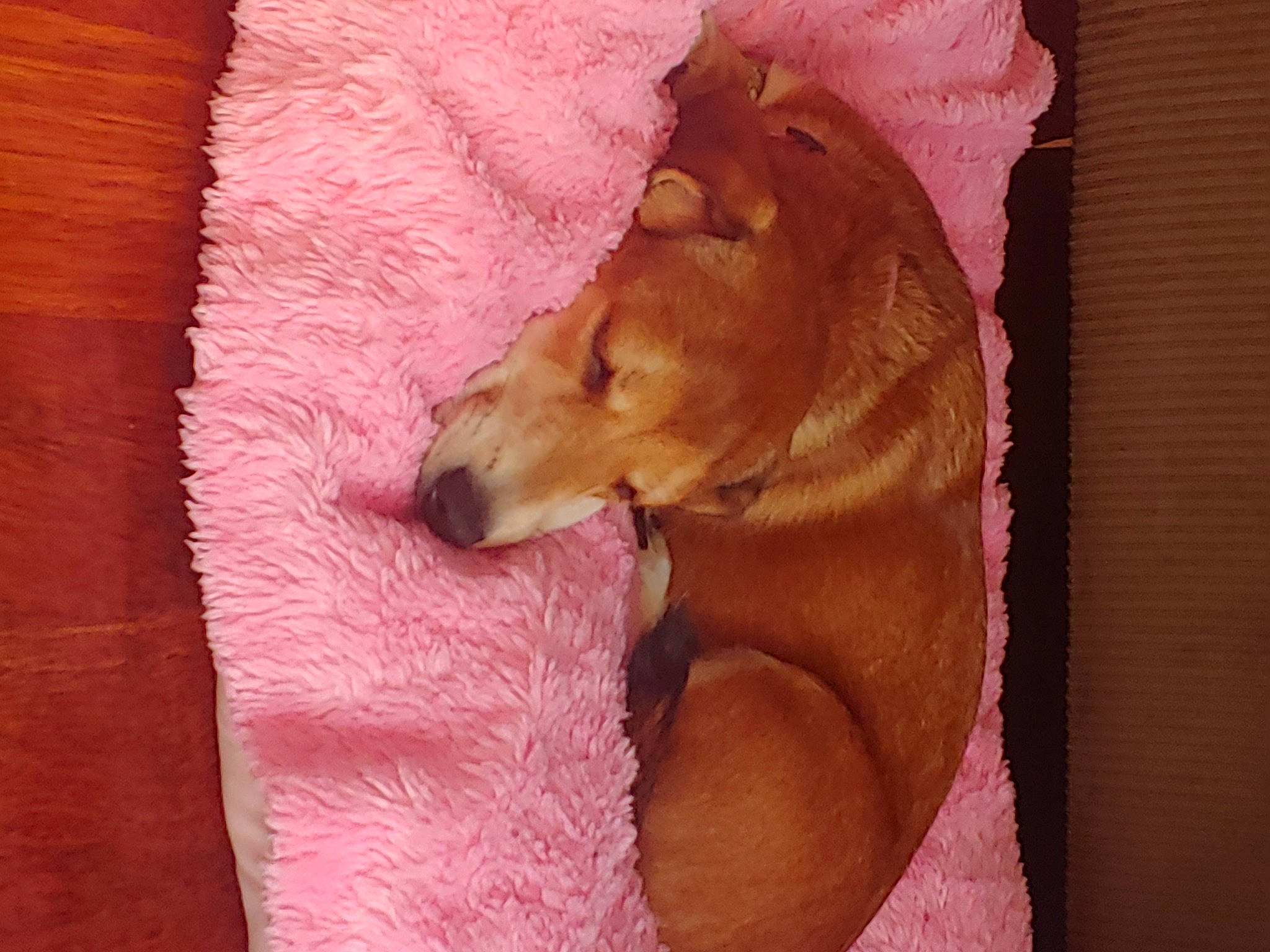 Daisy joined the competition — help win amazing prizes! bedding, brown, canidae, carnivore, comfort, companion_dog, dog, dog_breed, dog_supply, fawn, linens, liver, mammal, peach, pet_supply, pink, snout, sporting_group, tan, working_animal