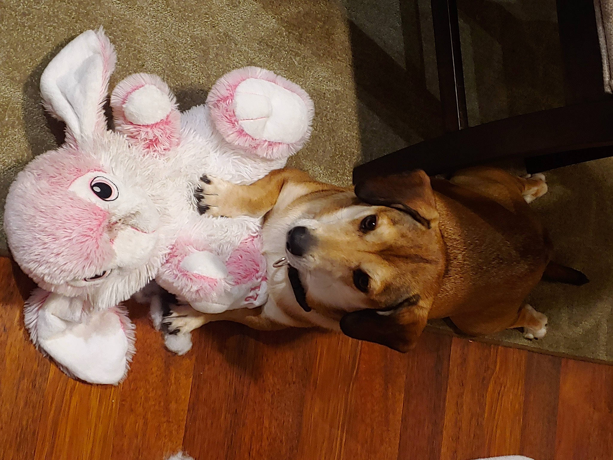 Daisy is registered to the contest to win money with this photo: canidae, carnivore, companion_dog, dog, dog_breed, dog_supply, dog_toy, fawn, flooring, football, fur, hardwood, paw, plush, sporting_group, stuffed_toy, tail, toy, wood, working_animal