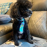 Kato is registered to the contest to win money with this photo: dog, black_dog, tie, couch, blanket, indoor, pet, fur, sitting, cute, animal, cozy, decor, pillow, leather_couch, pattern, home, portrait, small_dog, furry
