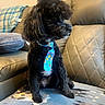 dog, black_dog, tie, couch, blanket, indoor, pet, fur, sitting, cute, animal, cozy, decor, pillow, leather_couch, pattern, home, portrait, small_dog, furry