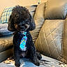 Kato is registered to the contest to win money with this photo: dog, black_dog, tie, pet, cute, sitting, blanket, dog_pattern, leather_couch, indoor, furniture, cozy, portrait, animal, fur, small_dog, home, cute_pet, decor, seated