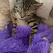 Leonardo Dakittyo is registered to the contest to win money with this photo: animal, blanket, cat, comfortable, cozy, cute, fluffy, fur, indoor, kitten, nap, pet, pillow, polka_dots, purple_blanket, resting, sleeping, snuggled, soft, tabby