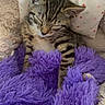 animal, blanket, cat, comfortable, cozy, cute, fluffy, fur, indoor, kitten, nap, pet, pillow, polka_dots, purple_blanket, resting, sleeping, snuggled, soft, tabby