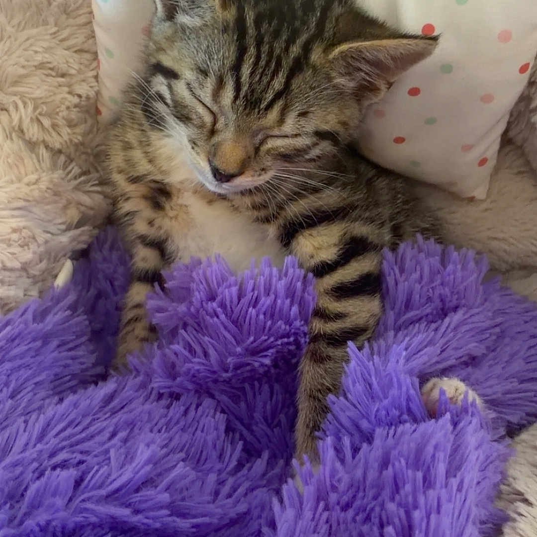Leonardo Dakittyo is registered to the contest to win money with this photo: animal, blanket, cat, comfortable, cozy, cute, fluffy, fur, indoor, kitten, nap, pet, pillow, polka_dots, purple_blanket, resting, sleeping, snuggled, soft, tabby