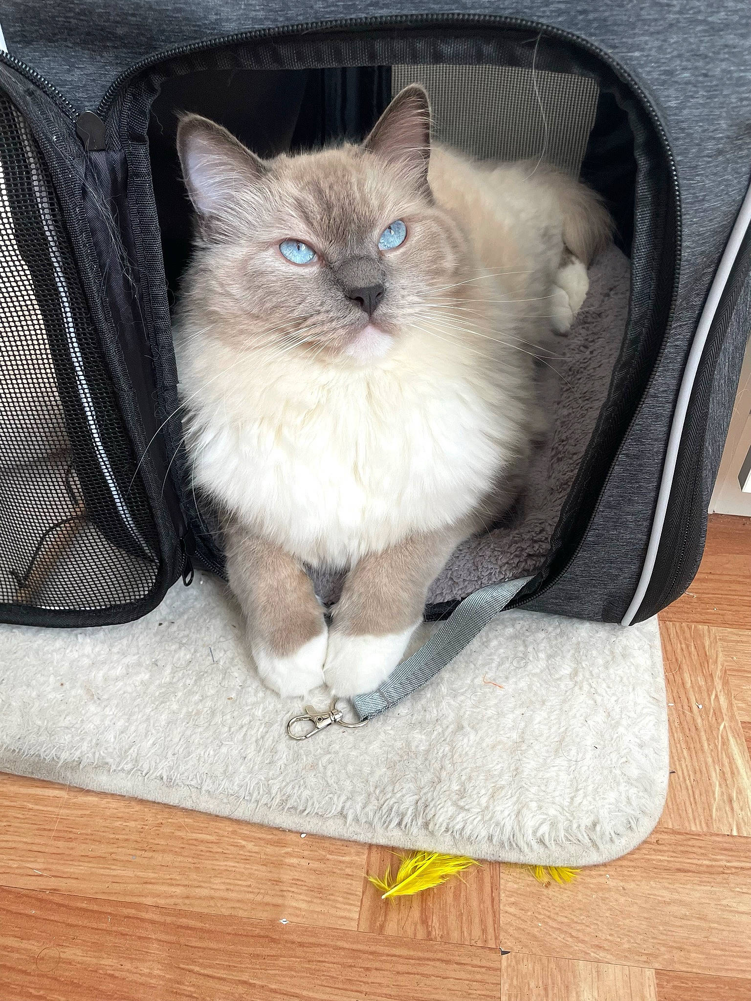 Sharly participe au concours pour gagner de l'argent avec cette photo : bag, balinese, box, carnivore, cat, comfort, domestic_short_haired_cat, fawn, felidae, flooring, fur, hardwood, luggage_and_bags, ragdoll, small_to_medium_sized_cats, snout, tail, thai, whiskers, wood