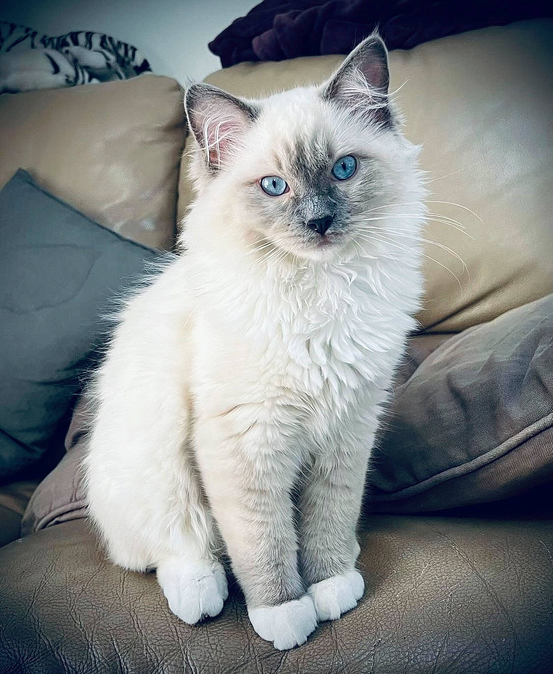 Sharly a rejoint le concours — aidez-le/la à gagner de superbes lots ! birman, carnivore, cat, claw, comfort, electric_blue, eye, fawn, felidae, fur, hair, head, iris, paw, ragdoll, siamese, small_to_medium_sized_cats, snout, tail, whiskers