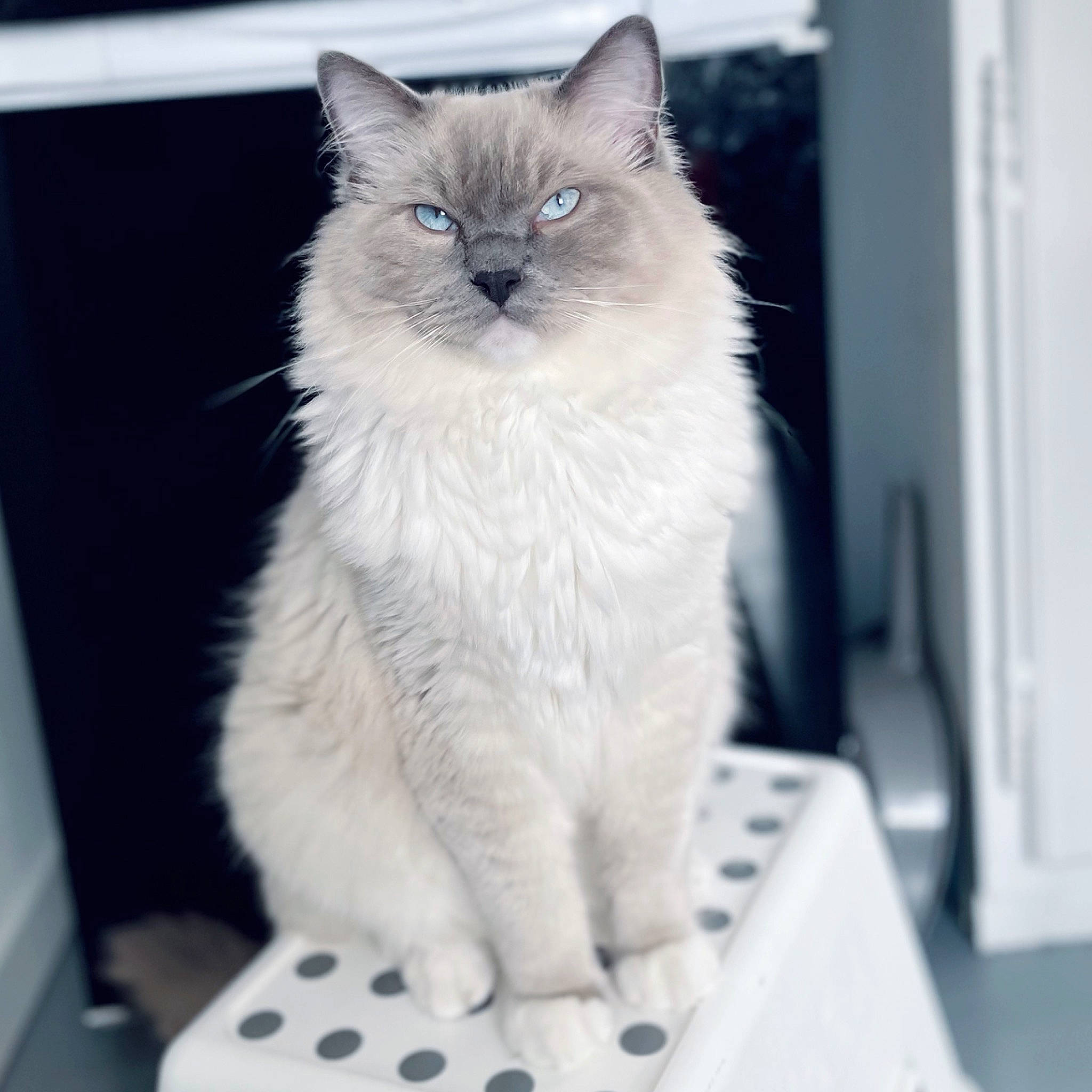 Sharly participe au concours pour gagner de l'argent avec cette photo : british_longhair, carnivore, cat, domestic_short_haired_cat, felidae, flooring, fur, iris, paw, small_to_medium_sized_cats, snout, tail, whiskers