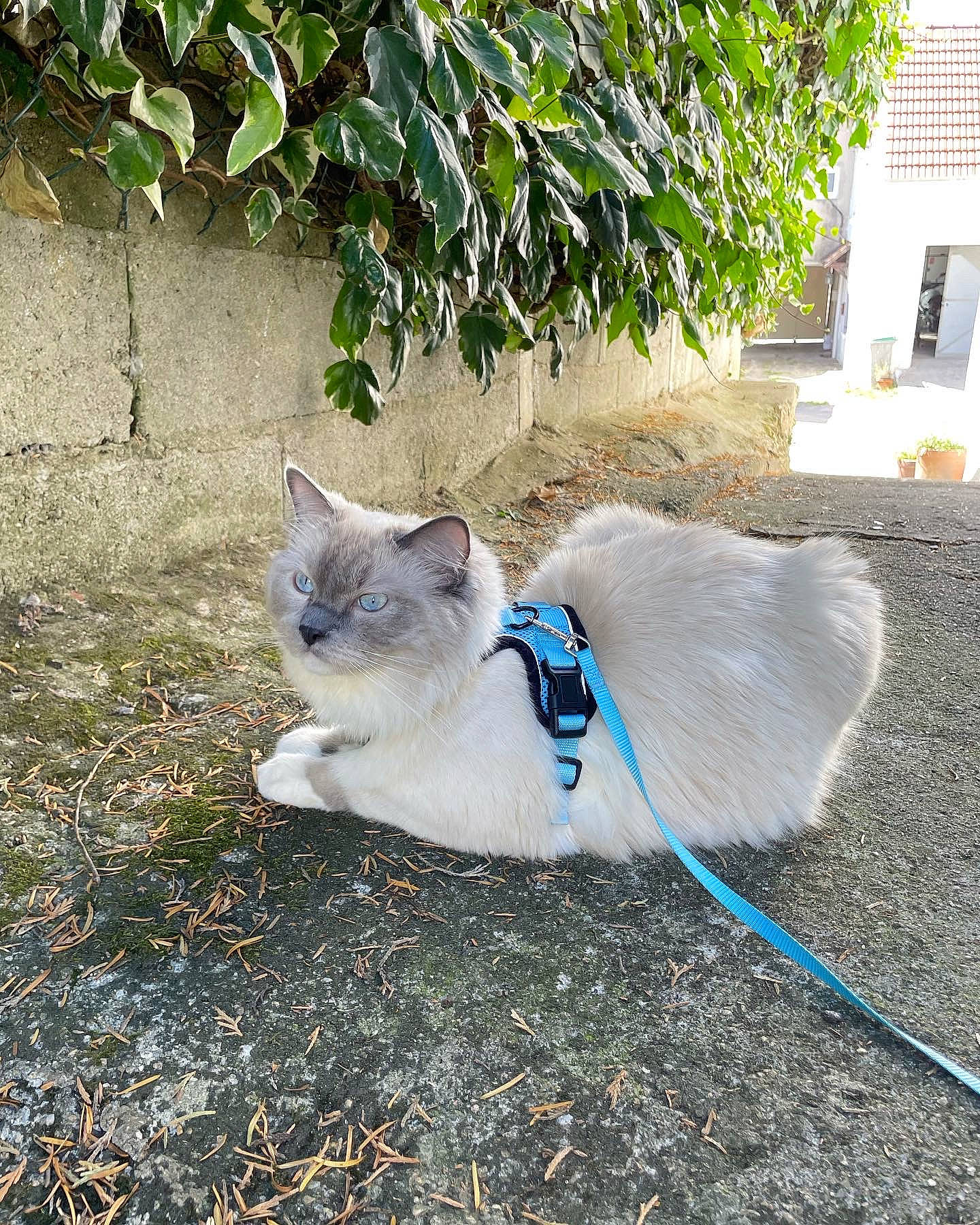 Sharly a rejoint le concours — aidez-le/la à gagner de superbes lots ! carnivore, cat, collar, domestic_short_haired_cat, electric_blue, fashion_accessory, fawn, felidae, flagstone, fur, grass, plant, road_surface, russian_blue, sitting, small_to_medium_sized_cats, snout, tail, thai, whiskers