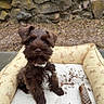 puppy, dog, brown_dog, pet_bed, outdoor, stone_wall, toy, pine_cone, fur, cute, animal, collar, playful, pet, close_up, sitting, young_dog, adorable, canine, nature