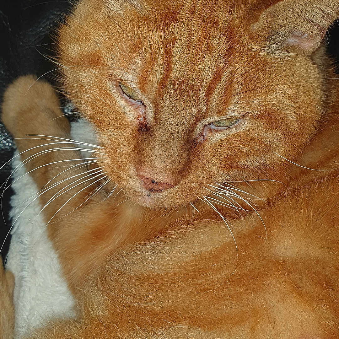 Ron participe au concours pour gagner de l'argent avec cette photo : abyssinian, animal, bodypart, cat, finger, hand, hardwood, kitten, manx, person, pet, siamese, wood, wrist