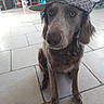 dog, brown_dog, pet, animal, canine, sitting, hat, cap, patterned_hat, floppy_ears, long_hair, portrait, indoors, tiled_floor, shop, store, funny, fashion, close_up, face