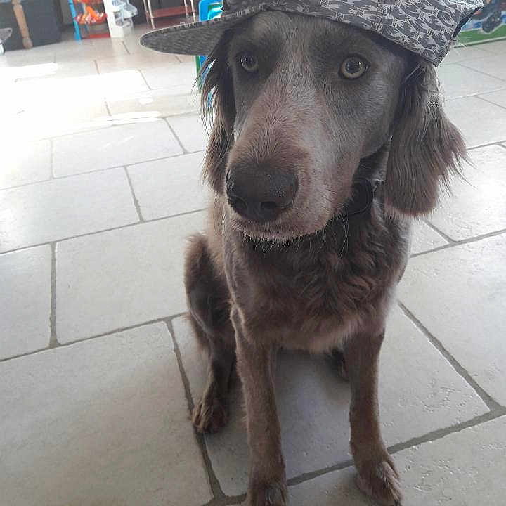 Lulu