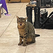 Ralphy joined the competition — help win amazing prizes! cat, tabby_cat, indoor, floor, tile_floor, boots, bag, box, pet, animal, meowing, winking, brown, striped, sitting, household, room, domestic, feline, cute